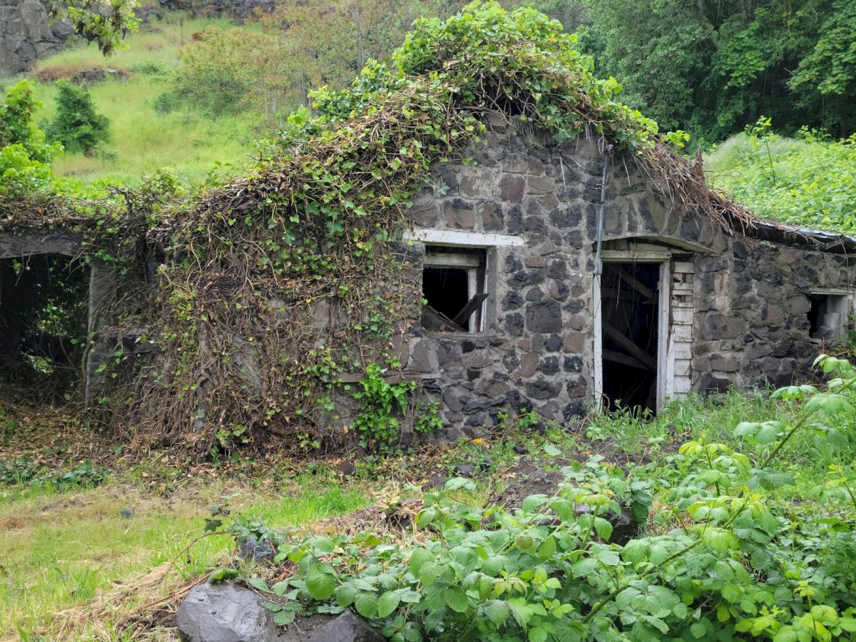 An abandoned stone bunker with windows and a collapsed roof, overgrown by vines and surrounded by lush green forest.