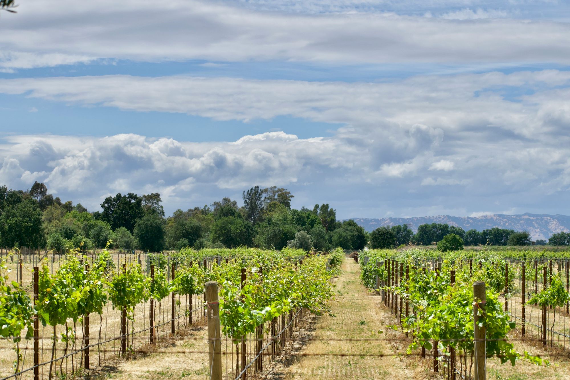 A vineyard with neat rows of grapevines stretching toward distant mountains under dramatic cloudy skies.