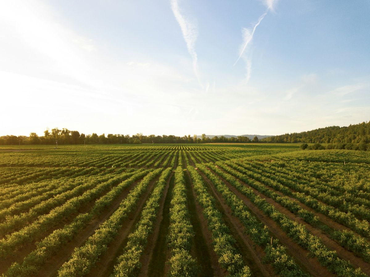 An aerial view of a lush farm field with orderly crop rows, trees, and long cloud/contrail streaks across a sunny sky.