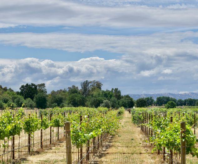 A vineyard with grape rows and stakes stretches down a dirt path beneath a vast cloudy blue sky.