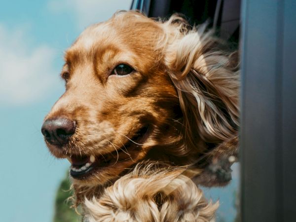 A golden retriever rides in a car with its head out the open window, catching the breeze.