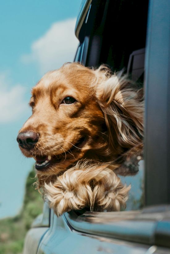 A golden-haired dog is peeking out from a car window, looking out with a curious, happy expression.