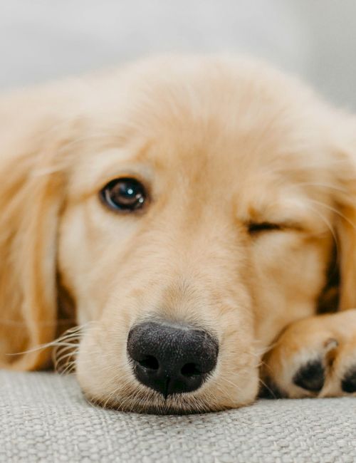 A close-up golden retriever puppy rests on a couch, eyes soft and fluffy fur glowing in warm light.